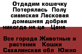 Отдадим кошечку.Потерялась. Полу сиамская.Ласковая,домашняя,добрая,никогда не ца › Цена ­ 1 - Все города Животные и растения » Кошки   . Сахалинская обл.,Южно-Сахалинск г.